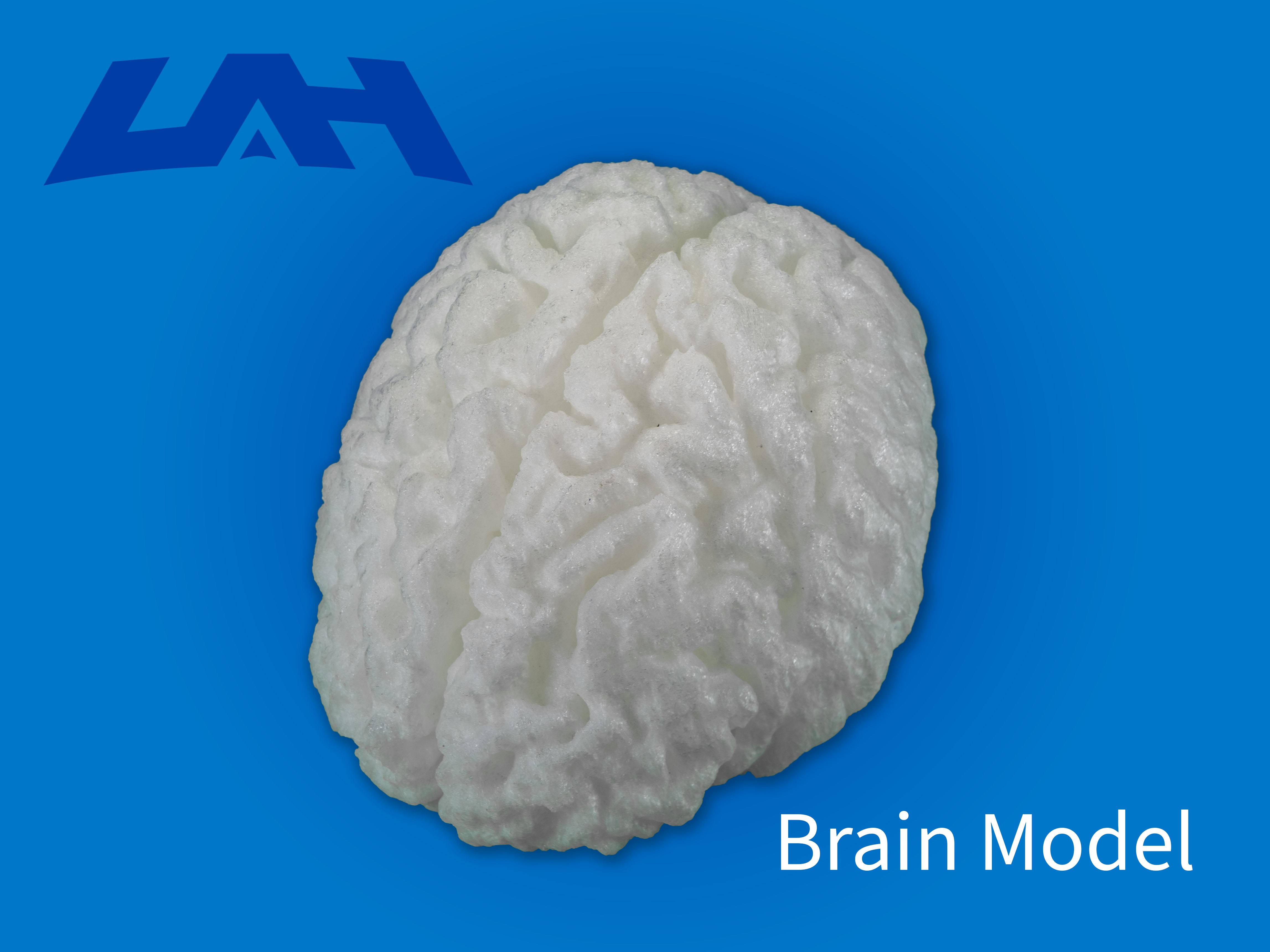 Brain Model