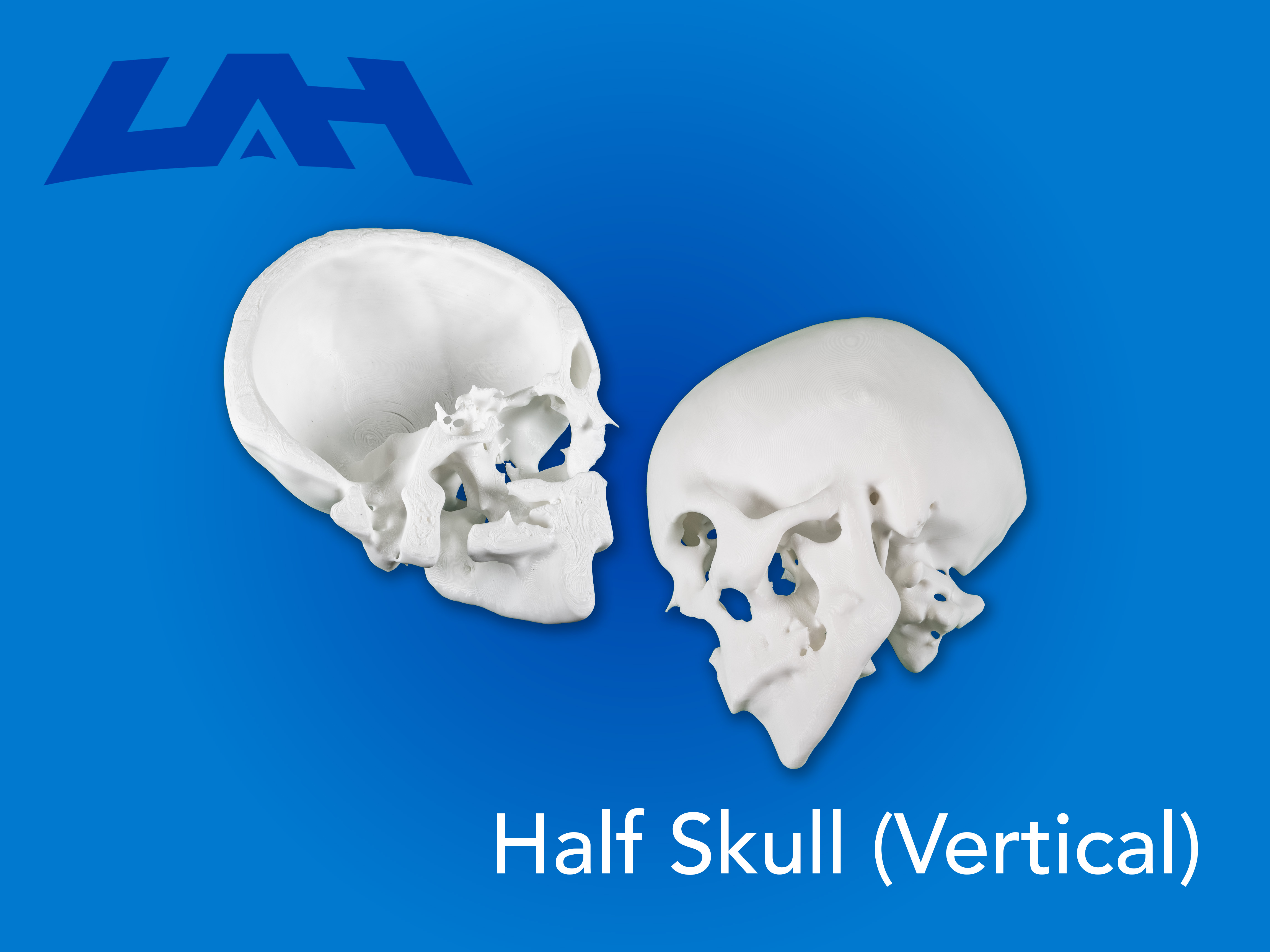 Half Skull(Vertical)