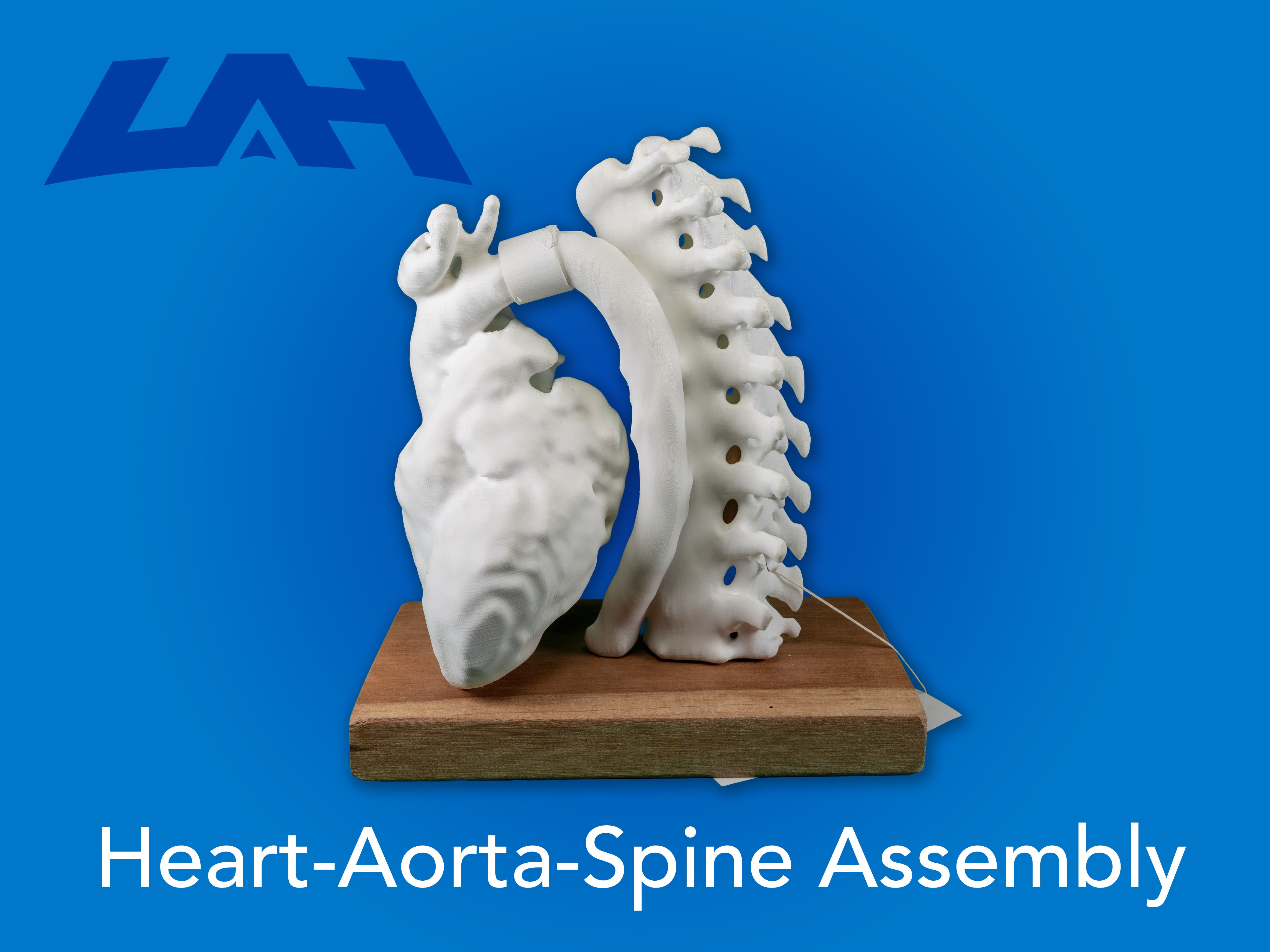 Heart-Aorta-Spine Assembly