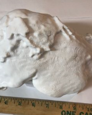 Liver