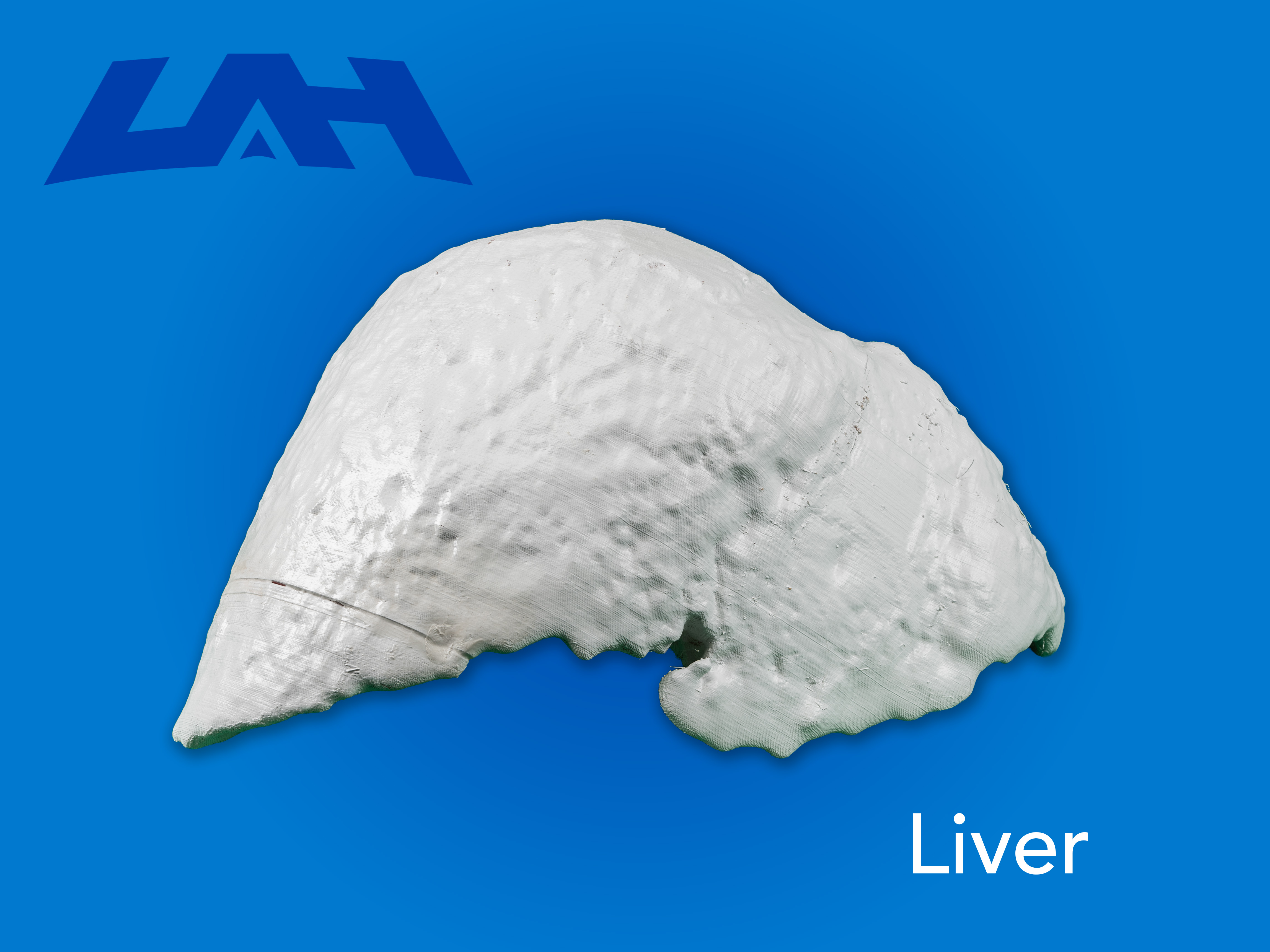 Liver