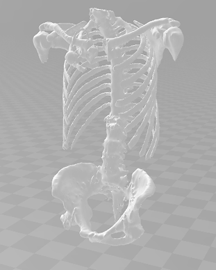 Chest, spine and pelvis Assembly