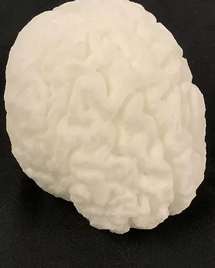 Brain Model