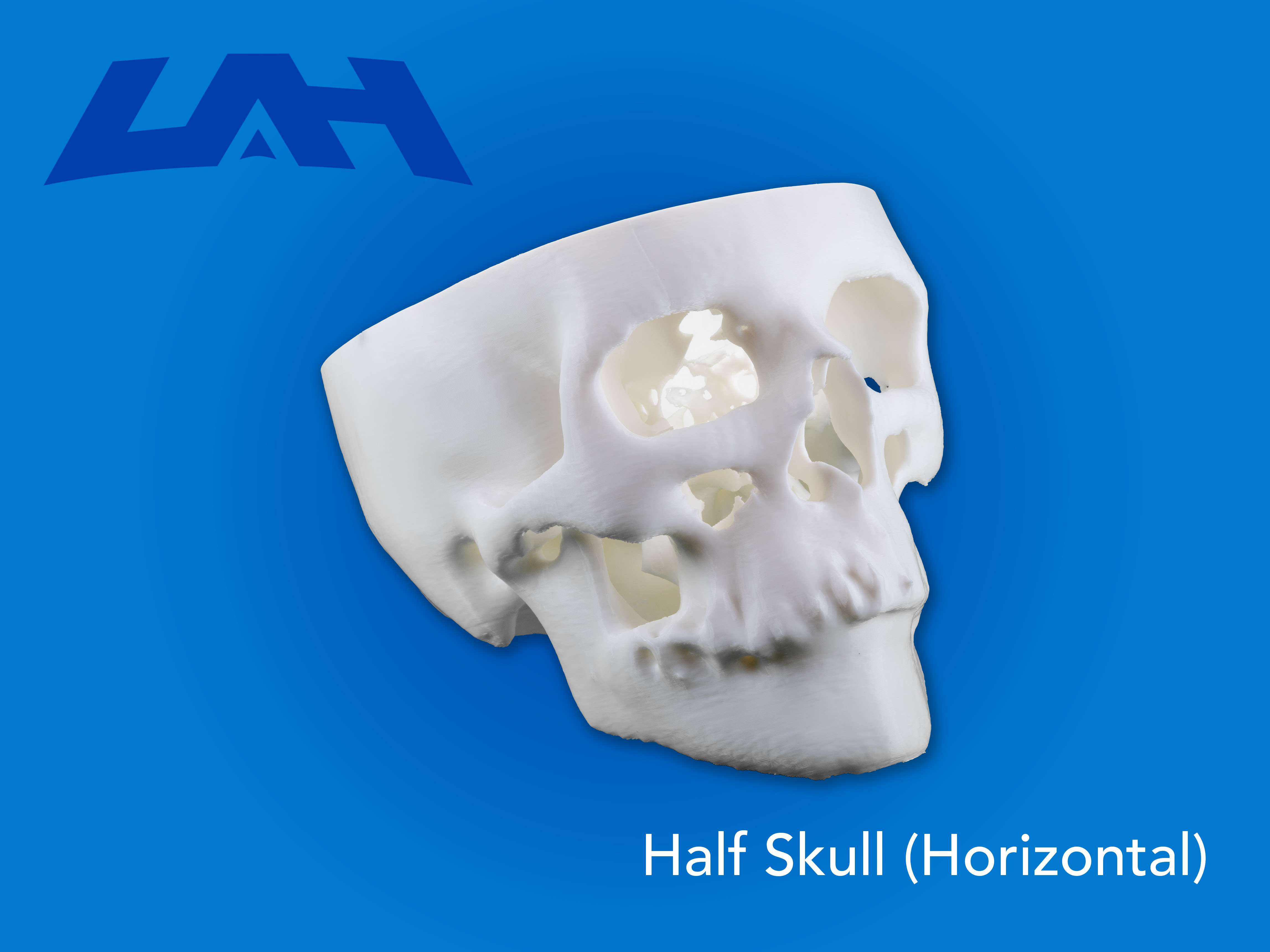 Half Skull(Horizontal)