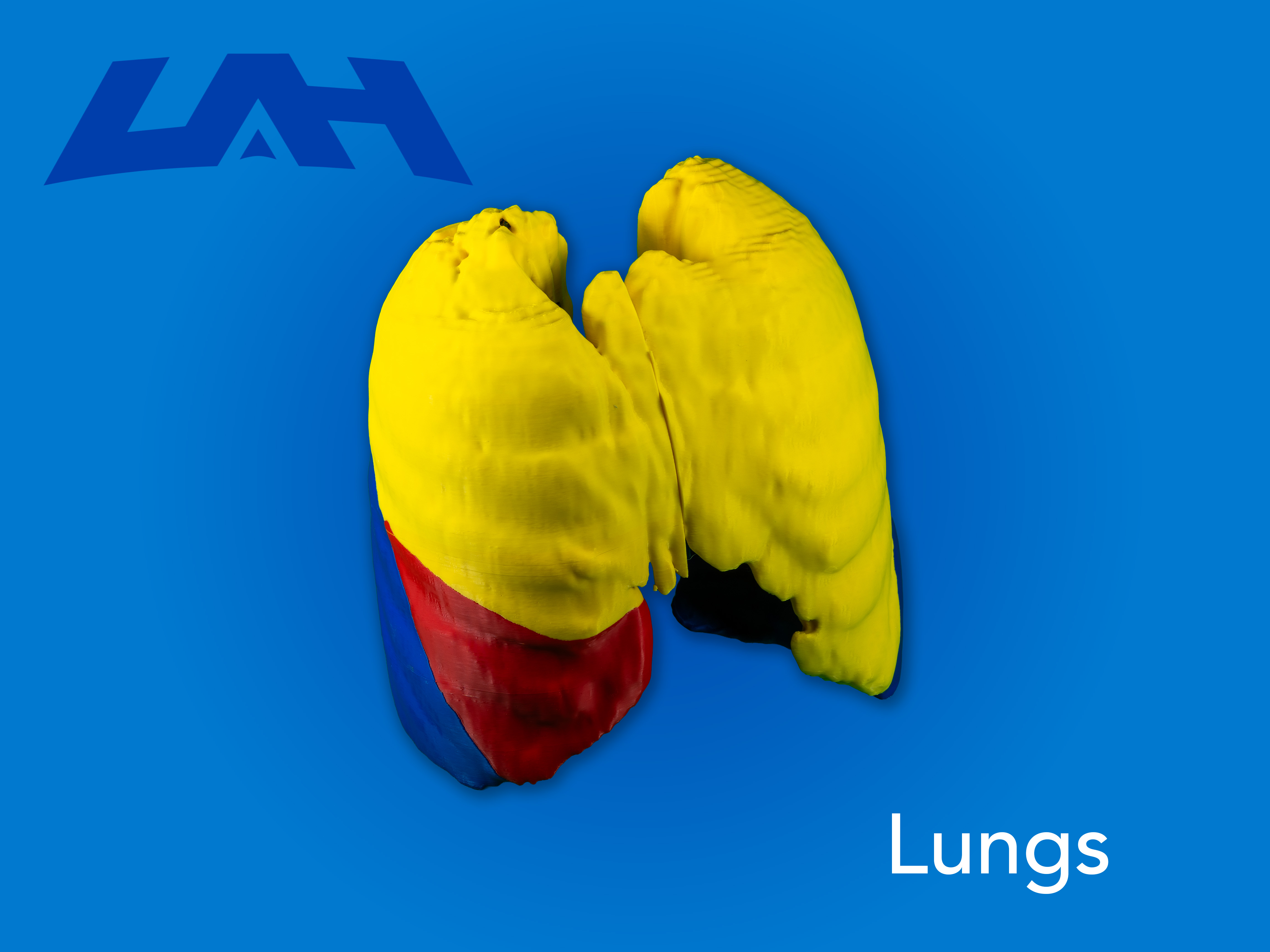 Lungs