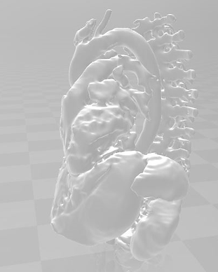Organs